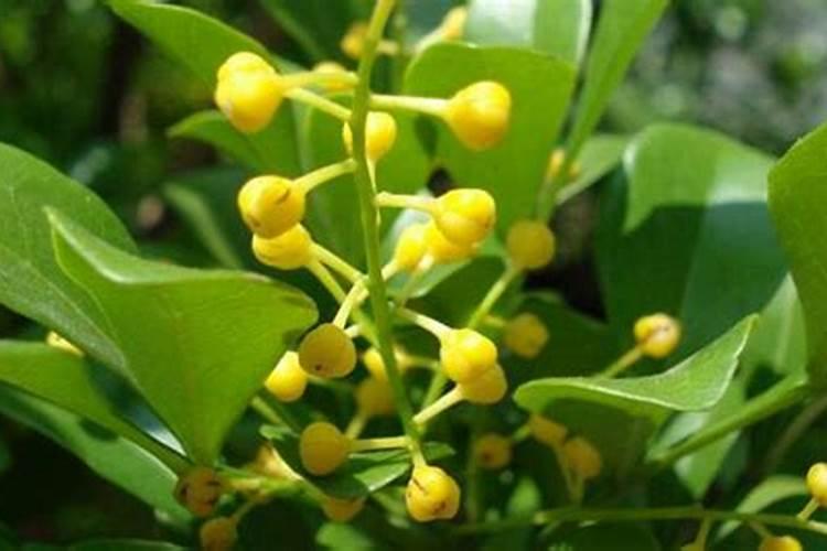 米兰花黄叶掉叶子怎么挽救