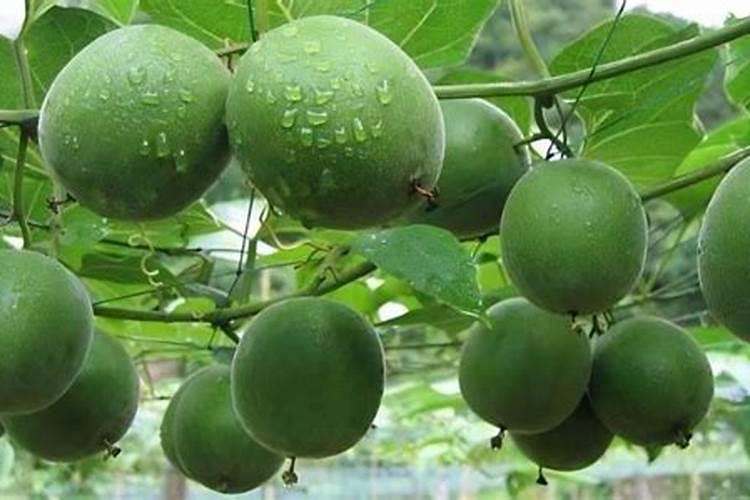 大量元素水溶肥在大棚内喷叶面烧苗吗？
