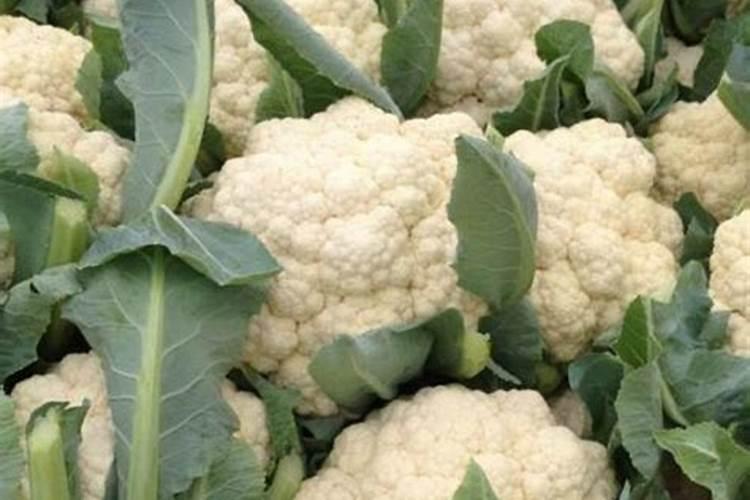 豆角用什么肥料效果好(种植豆角结果期需要什么叶面肥)