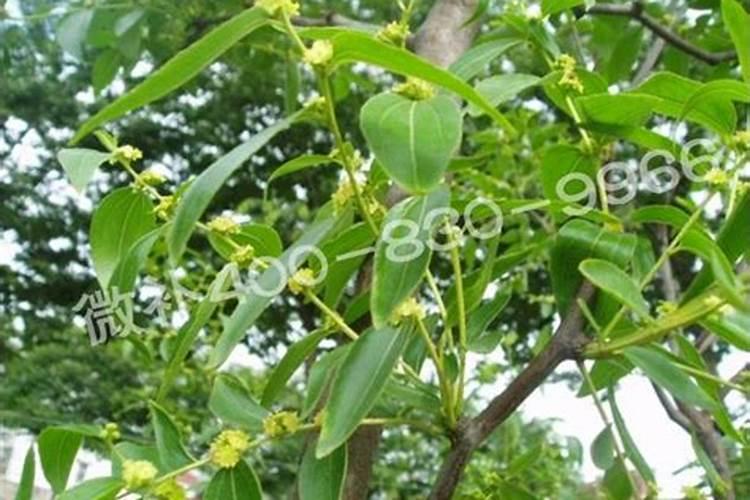芸苔素内酯水稻使用量