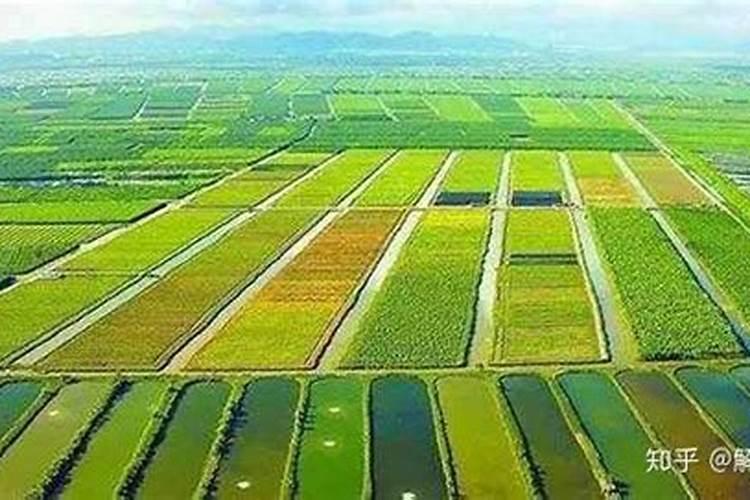 瓜果蔬菜叶面肥的正确使用方法(什么时候打叶面肥好)