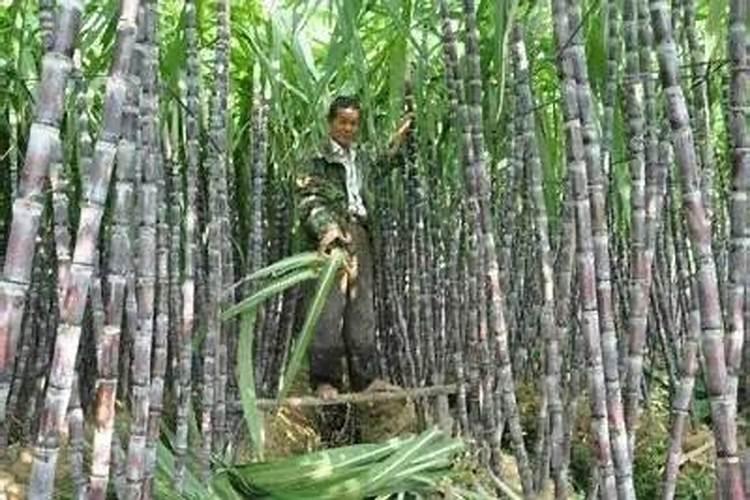 蔬菜叶面肥有哪些品种