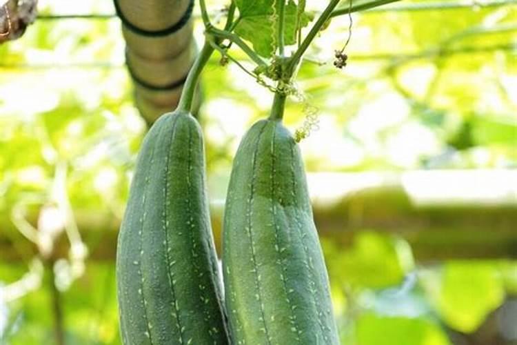 丝瓜用什么肥料产量高 挂果后施什么肥料