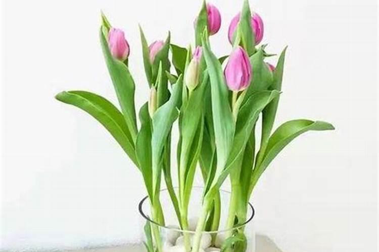 郁金香怎么种植土培(郁金香土培的正确方法)