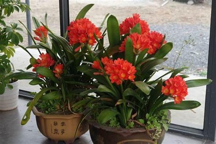 花生初花期喷什么农药