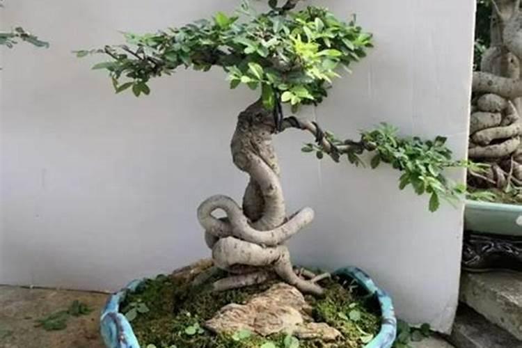 土豆浇什么肥料合适