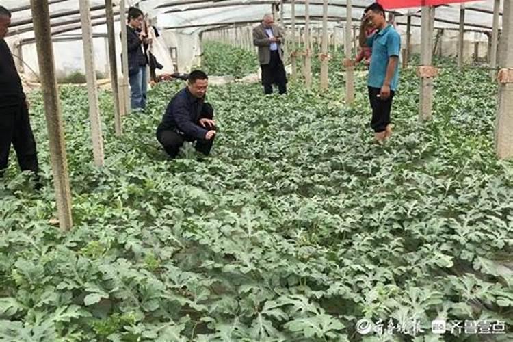 聊城阿土美农业科技有限公司怎么样？