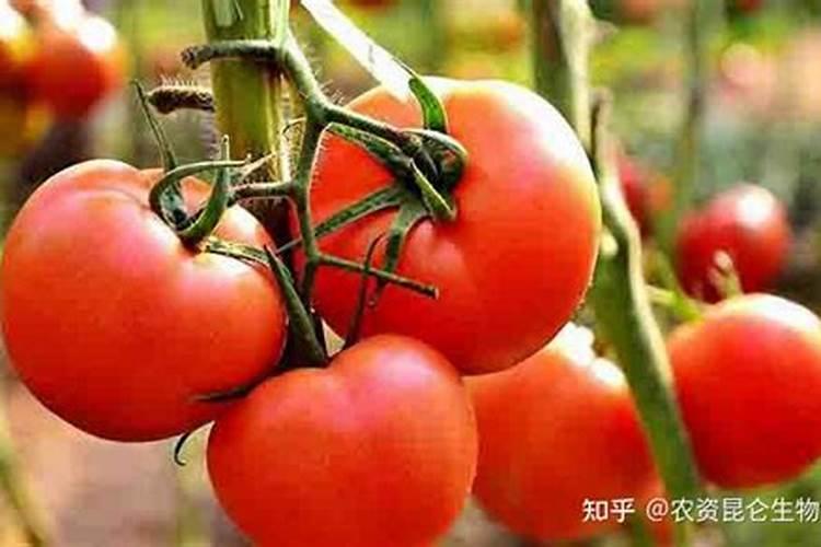 多肉植物到底该用什么土