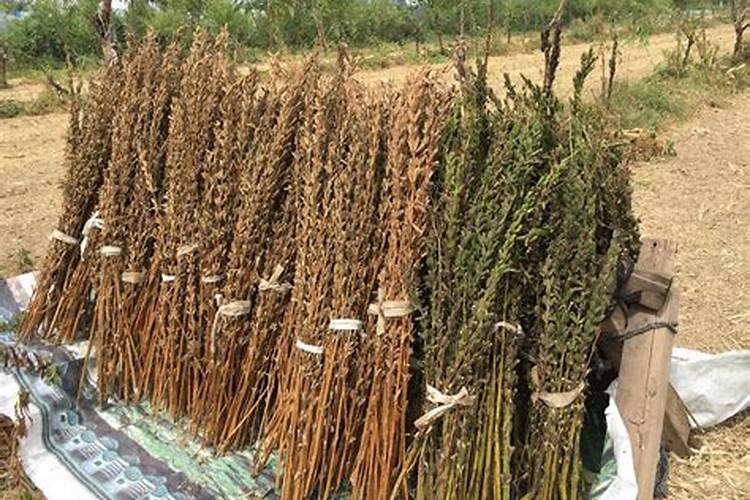 种芝麻用什么肥料
