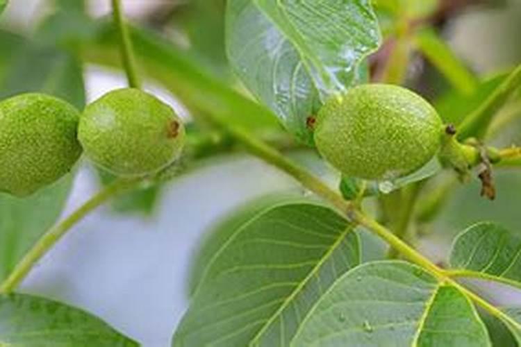 核桃用什么肥料
