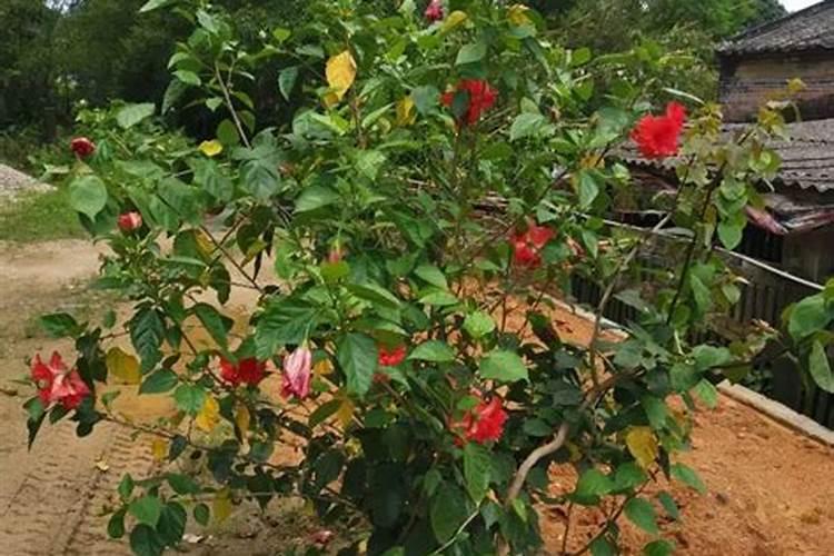 扶桑花施什么肥 扶桑花怎么施肥
