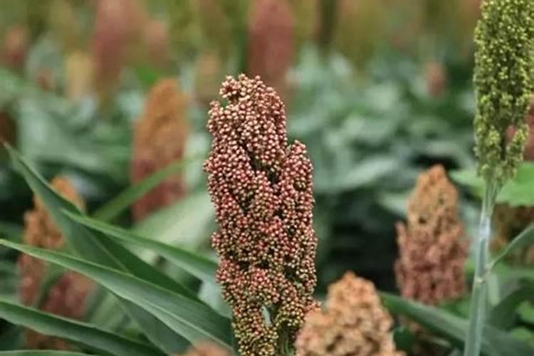 高粱种子多少钱一斤(甜高粱种子价格及播种种植方法)