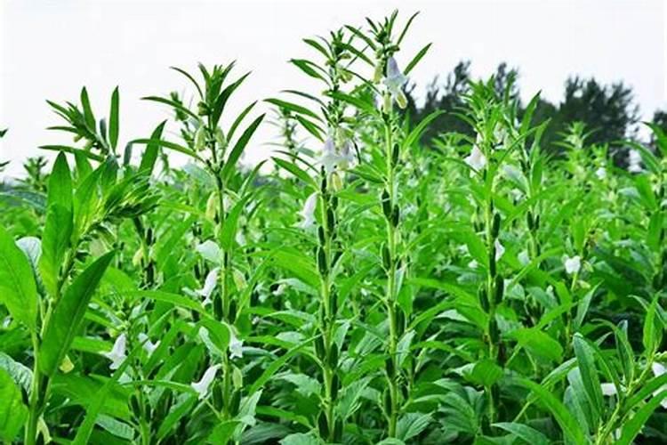 芝麻怎么种 第三次就是开花之后