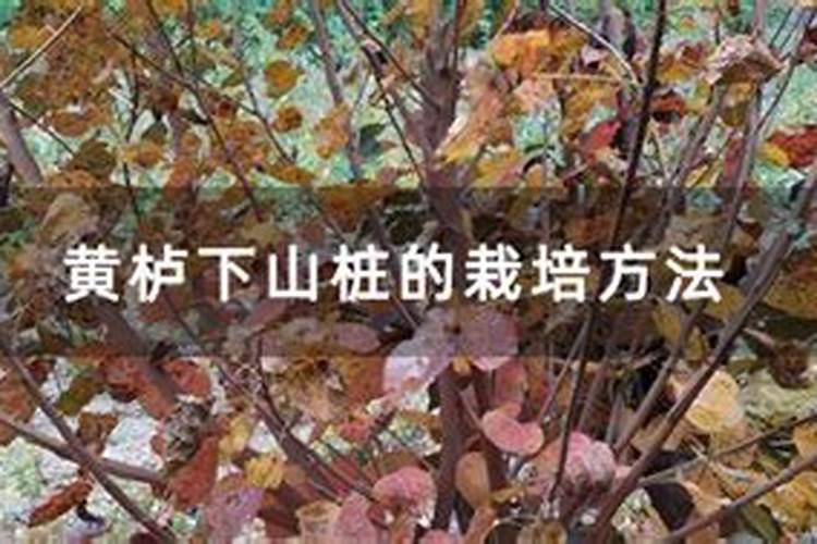 哪些茶可以降三高？