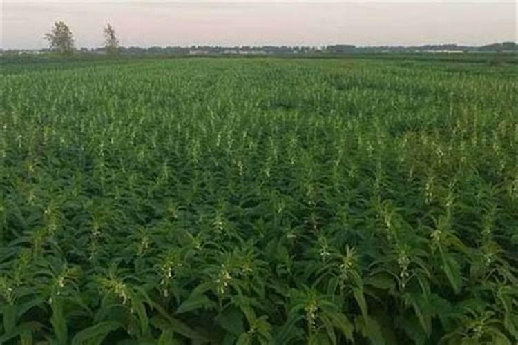 芝麻什么时候追肥合适