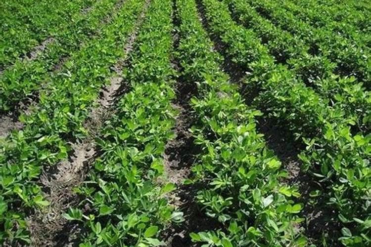 促进开花施什么肥料(果树促花用什么叶面肥好)