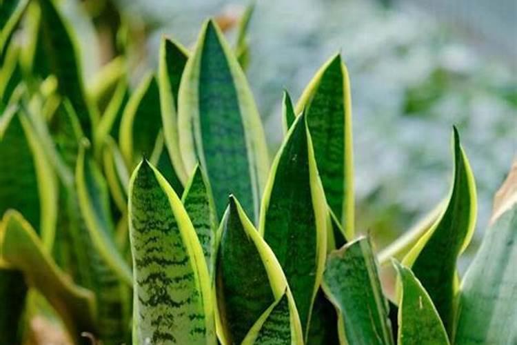 植物叶子用什么肥料能变大变厚？