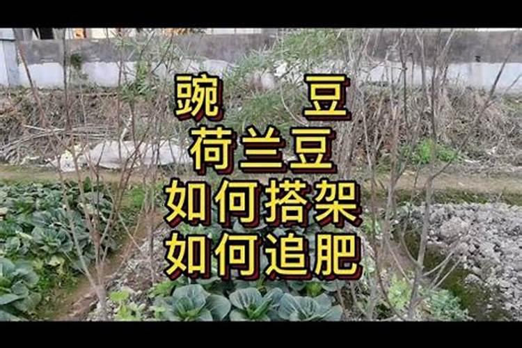 荷兰豆的高产施肥方法是什么