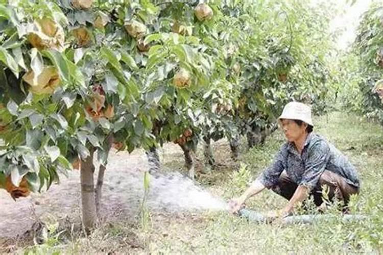 家里的果树到了膨果期了,该施什么肥？