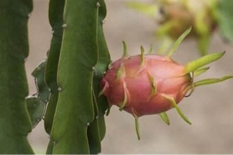 火龙果树容易生病吗