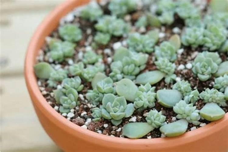 春天多肉植物施什么肥(春天多肉施什么肥好)