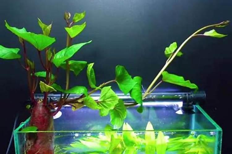 甘薯黑斑病分布广泛,甘薯黑斑病如何防治？