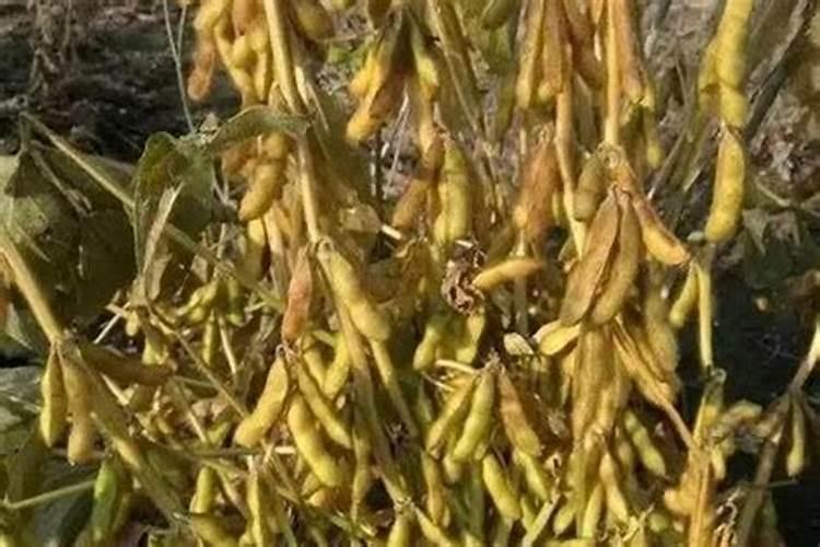大豆喷施叶面肥时间是在什么时候最好