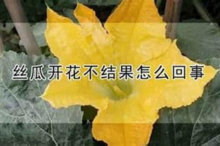 家里种的佛手瓜一直没有开花,结果!怎么回事啊？