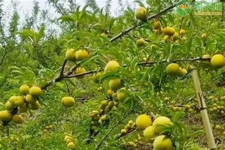 刚种植的李子树应该施些什么肥