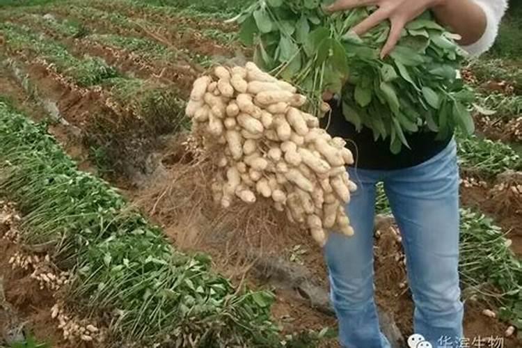 富贵椰子用什么肥料好