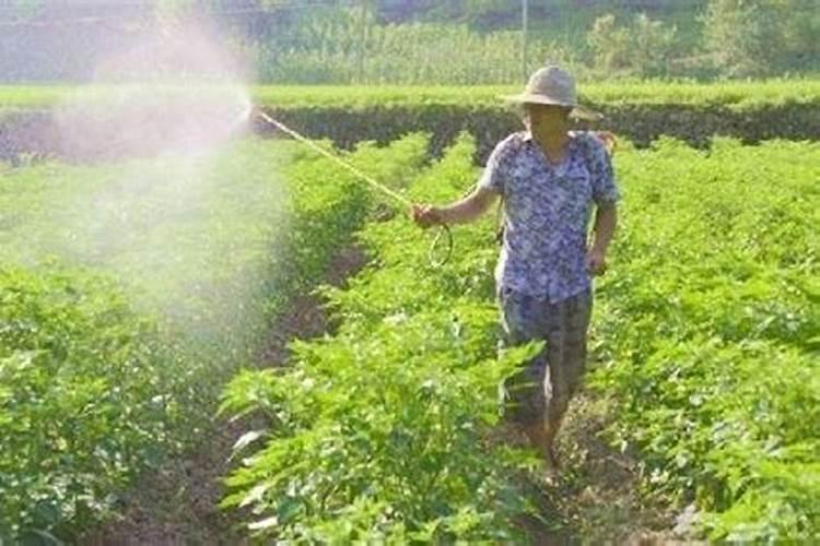 玫瑰刚发芽没多久的叶子蔫了怎么办？