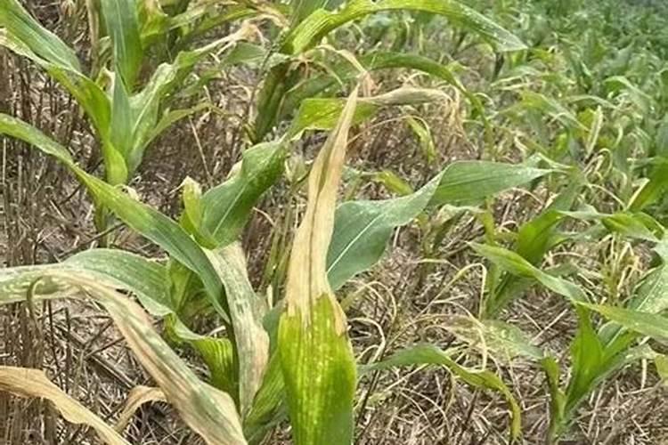 玉米缺氮会导致叶色黄绿,该怎样去给玉米补充氮素？