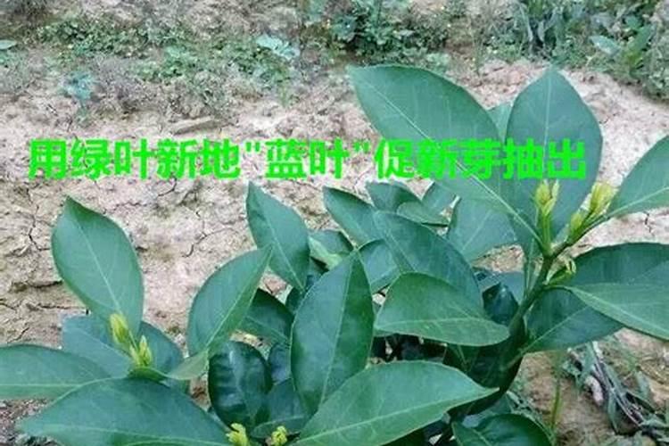 用什么叶面肥可以让荔枝熟得颜色好？