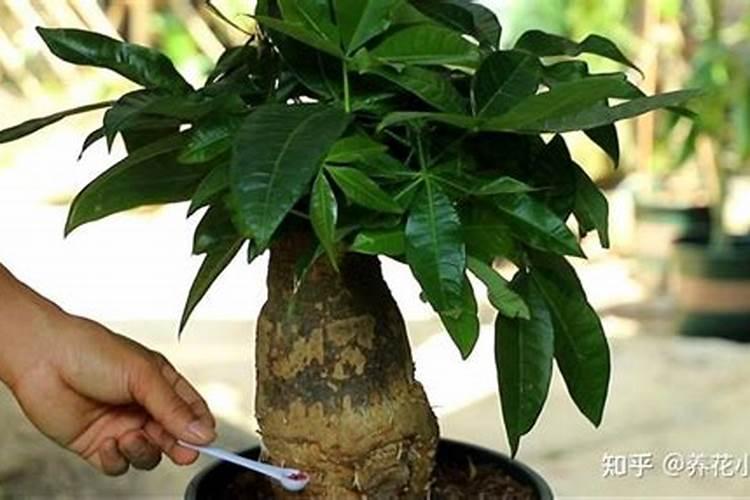 芹菜什么时候用钙肥 怎么使用效果好