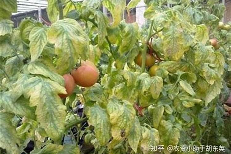 树叶变黄的原因是什么