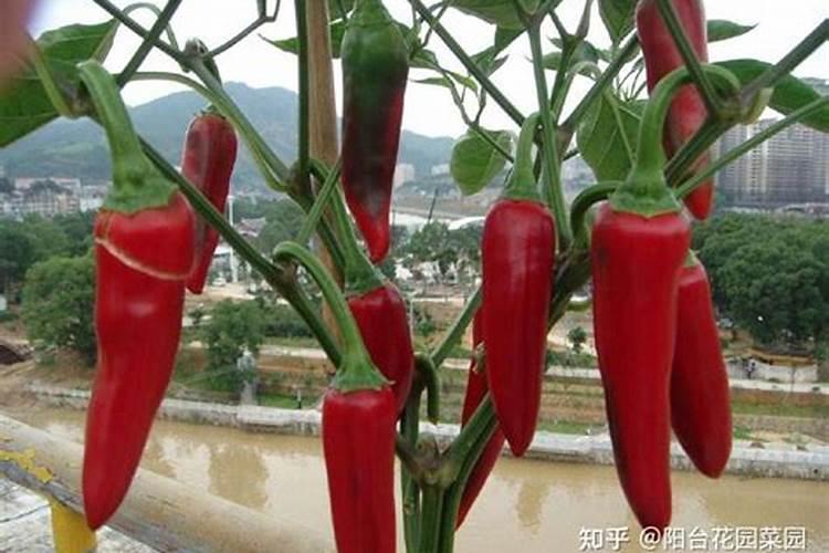 辣椒苗施什么肥料？