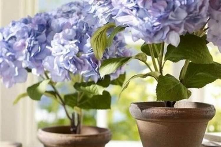 怎样使绣球花变颜色？