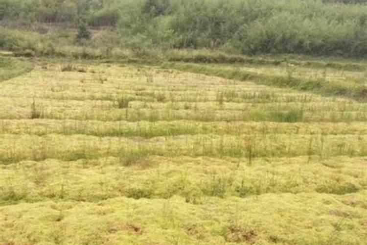 保水植料除了苔藓,还能用什么养兰花？