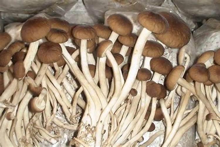 有机钾肥来源除了草木灰还有什么