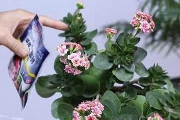 很多人都种错花了,养这几种可以长寿