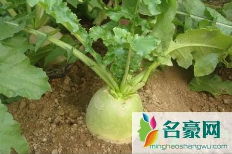 白萝卜怎么浇水与施肥 注意事项有哪些
