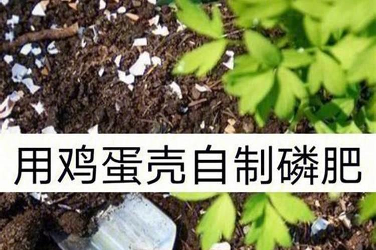 盆栽植物怎么自制肥料