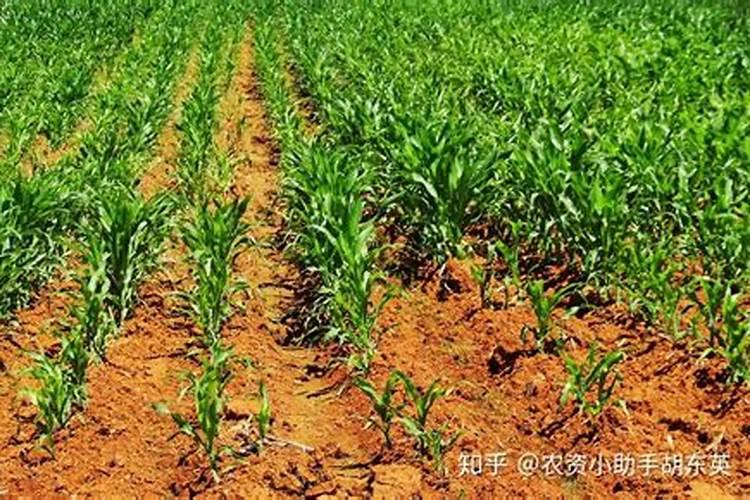 水稻施用叶面肥的重要性,你知道么