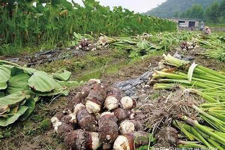 芋头用什么肥料最好