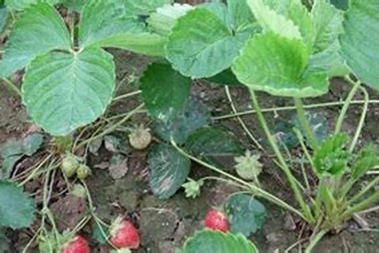 草莓苗栽下去几天可以施肥