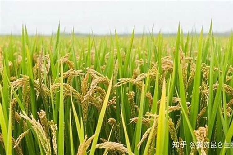 水稻孕穗期施肥用什么肥料