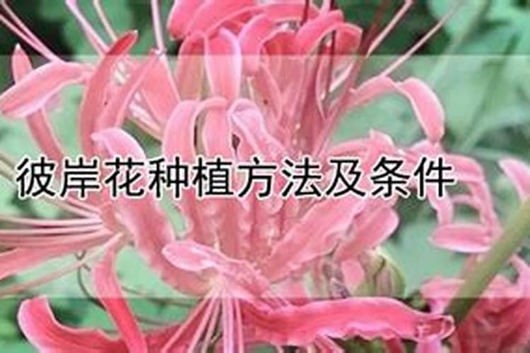 黄瓜幼苗上可以喷洒尿素吗？