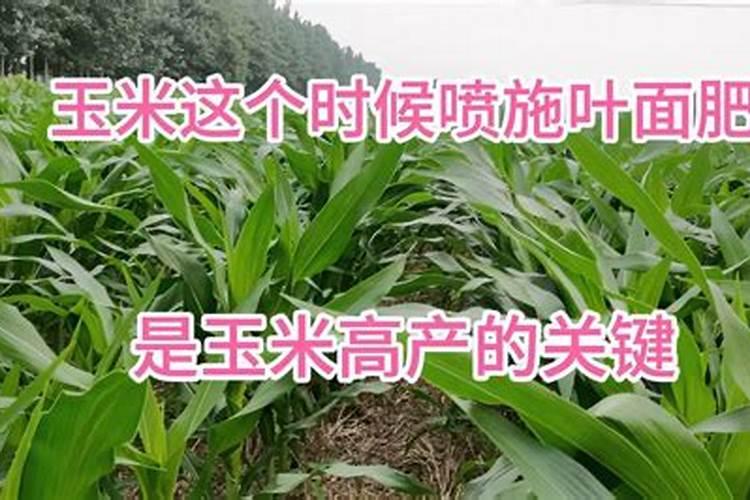 这些防治蚜虫方法,农民朋友快学起来!