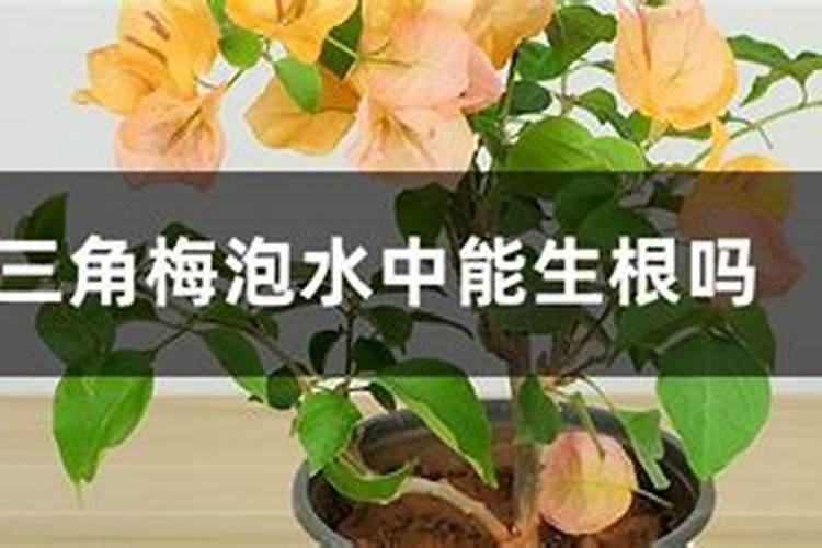 如何让三角梅快速生根