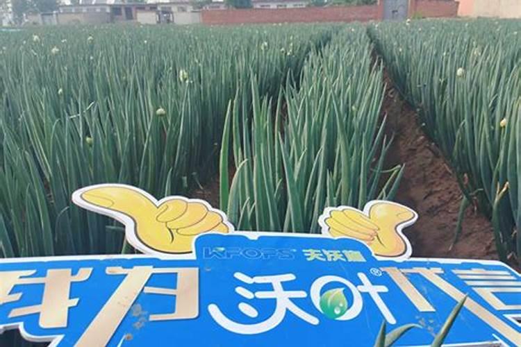 大葱怎么育秧和种植？